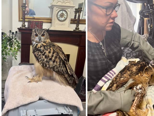An urgent fundraising campaign has been launched to help Floyd the owl get surgery.