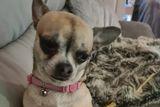 Claire Daws says meet her pal Maisy, this tiny treasure is a  beautiful chihuahua. They are the smallest dog breed in the world.