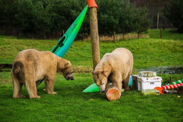 The award-winning Yorkshire Wildlife Park hung up the birthday banners for a pawsome party in celebration of their resident Polar Bears.