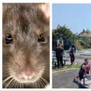 Rats have invaded the children's play area in Shackleton Road, Clay Lane.
