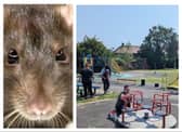 Rats have invaded the children's play area in Shackleton Road, Clay Lane.