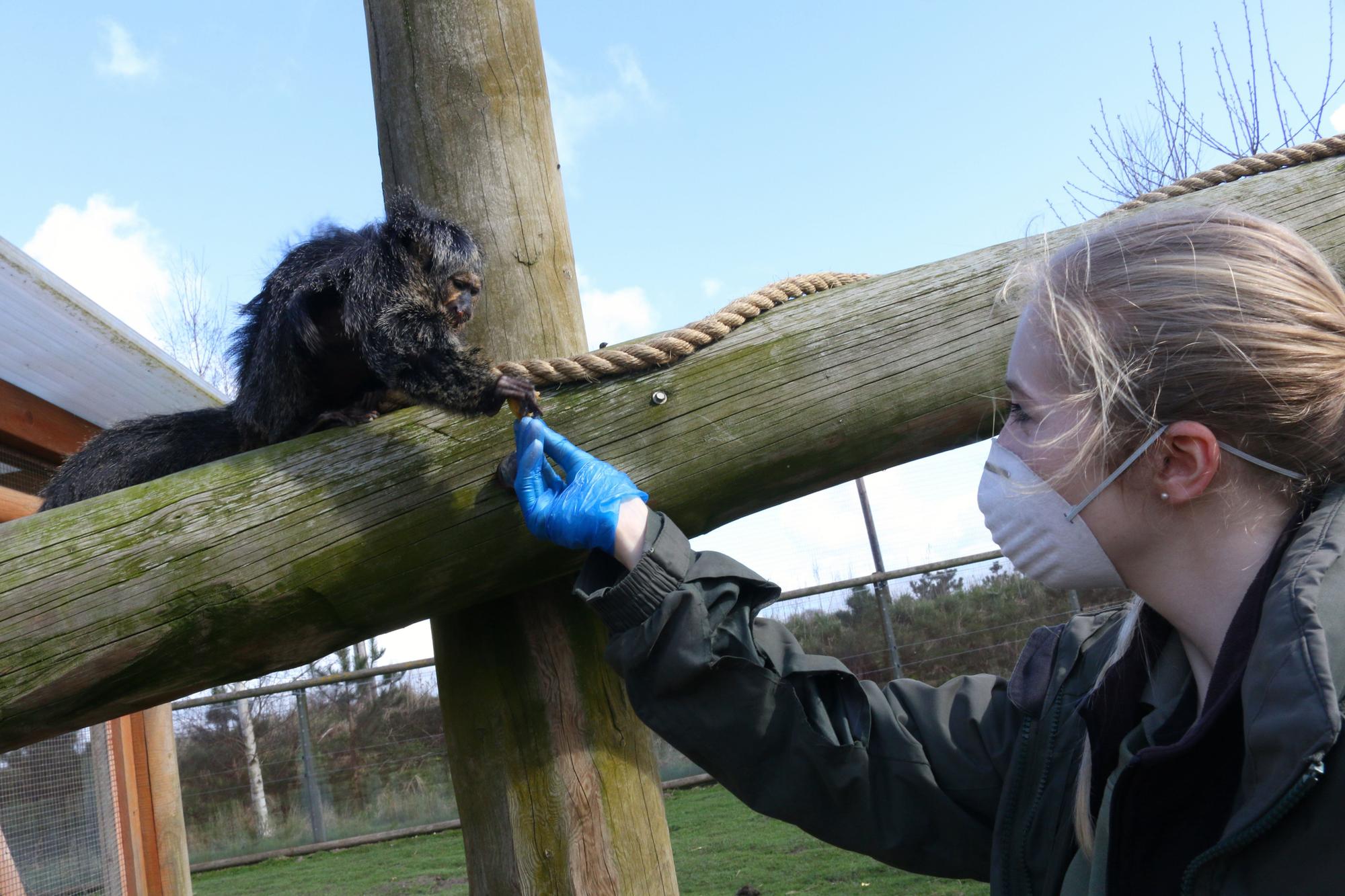 Core staff working all hours to safeguard animals at Yorkshire Wildlife Park Doncaster Free Press