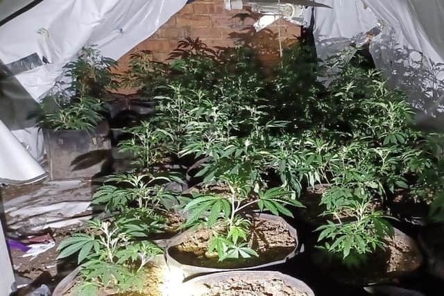 The cannabis grow