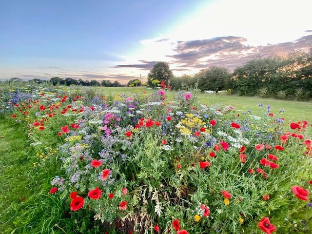 The park has a stunning display of blooms.