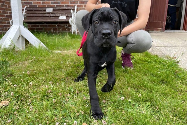 Boo - Crossbreed - 12 weeks - Female
Beautiful Boo came into our centre with her siblings after her previous owner was unable to cope. She is a timid girl who has lacked socialisation and training. She is ready to find her new home with a family that has the time to help her build her confidence in new surroundings. Boo's new owners would need to be at home for most of the time as she will need lots of reassurance to help her settle into her new environment. She would be able to live with children over the age of 10 but would need to be the only dog in the home.