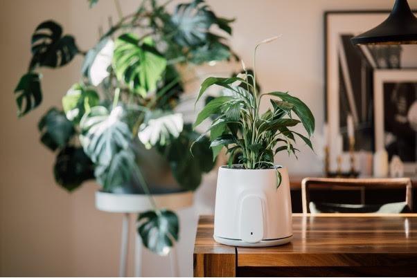 Review Simply a breath of fresh air the Natede Smart