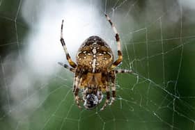 Giant spiders are heading into homes again.