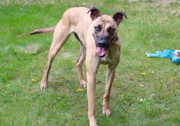 Bentley is a large GreyHound Cross, aged four. He gets on with most dogs and can be a little excitable on the lead, but plays nicely in secure areas off the lead. He would be suitable in a home with children over the age of 12, and has been neutered