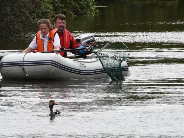 RSPCA inspectors were called out to Highfields Lake over reports of a gosling tangled in fishing line.