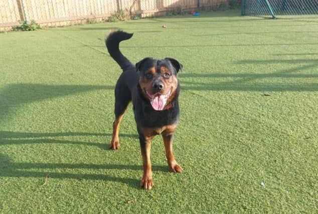 This is Rocco, one of the dogs with RSPCA Doncaster. He's currently reserved for viewing, but may become available again in the future.