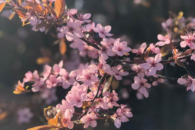 Spring Blossoms.
