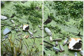 A student was left upset after spotting ducks surrounded by filth in the River Don. (Photos: Macy Challinor).