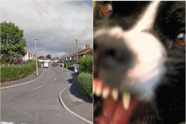 Police seized a number of dangerous dogs from a house in Argyll Avenue, Intake after a man was attacked.