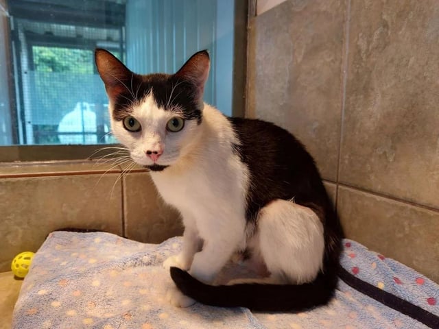 This beautiful girl is extremely affectionate and loves cuddles. At three years old, she's got plenty of energy, but may struggle to adapt to a household with rambunctious children.