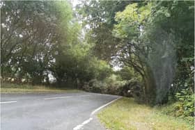 The tree came crashing down onto the A19 north of Askern. (Photo: Damon Housley).