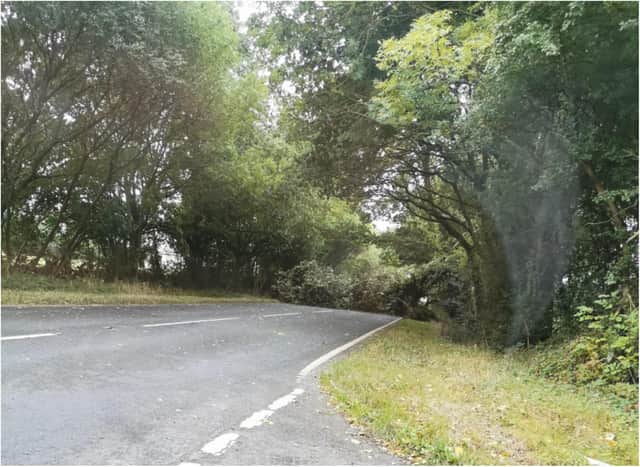 The tree came crashing down onto the A19 north of Askern. (Photo: Damon Housley).