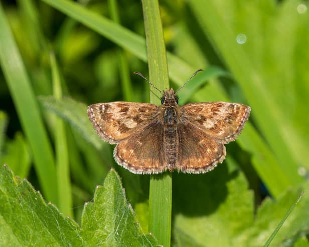 Stephan Morris/shutterstock_2390570781 – The Dingy Skipper