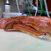 A corn snake