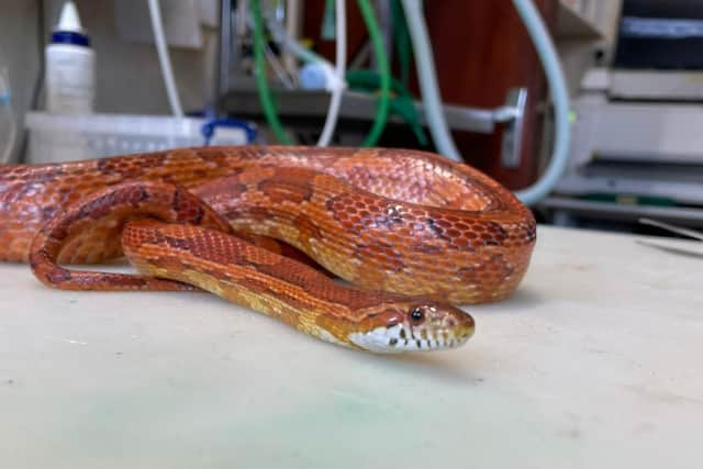 A corn snake