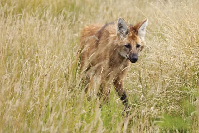 Red maned wolf, chrysocyon brachyurus.