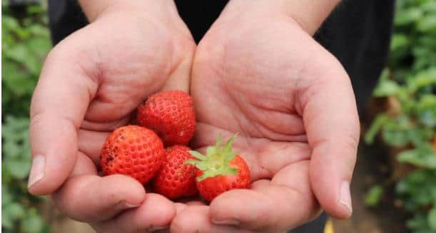 Strawberries grown at the farm.