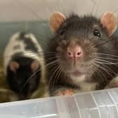 More rats as pets in South Yorkshire