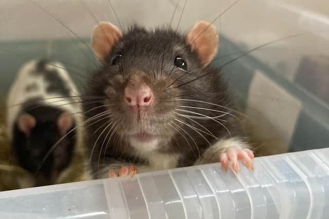 More rats as pets in South Yorkshire
