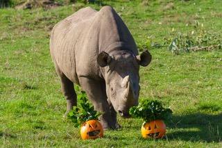 Animals have been given an array of Halloween treats.