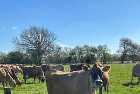 Farm animals
