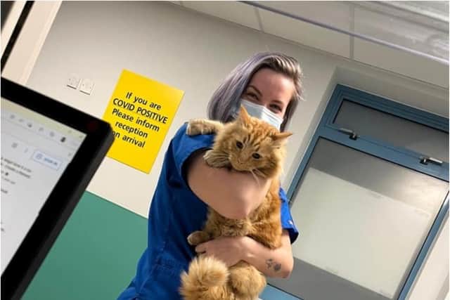 The cute cat was found wandering the grounds of Doncaster Royal Infirmary.