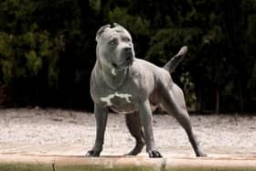 Owners of XL Bully dogs who do not want to adhere to the rules must arrange for a vet to put them down.