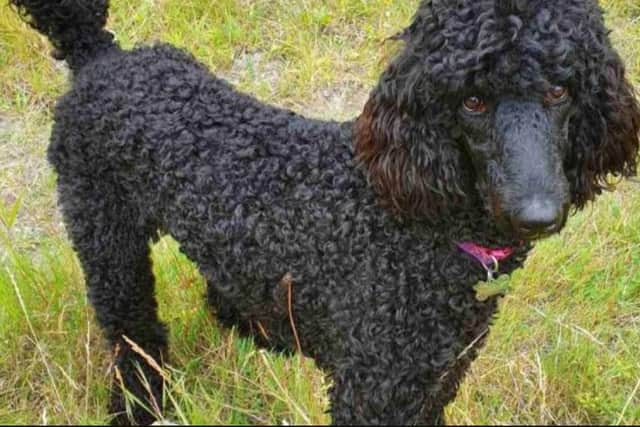 Sandi Asquith's poodle puppy, Shadow