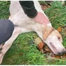 Sheffield Hunt Saboteurs say a hound died during the Grove and Rufford Hunt's latest outing.
