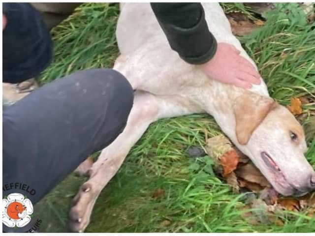 Sheffield Hunt Saboteurs say a hound died during the Grove and Rufford Hunt's latest outing.