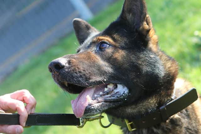 Stock image of police dog