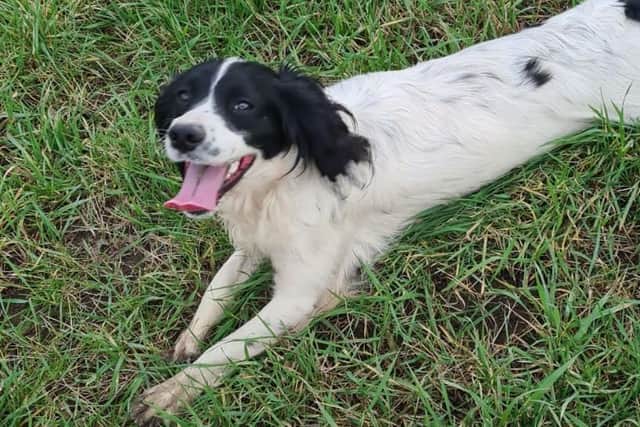 Have you seen Lola?
