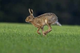 A brown hare