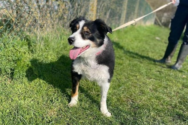 Barney is an old boy at nine years old, but he doesn't show it. He's a bit needy and may not get along with any other pets in the household, but he'll bring a world of joy to an experienced owner.