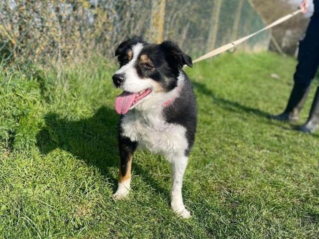 Barney is an old boy at nine years old, but he doesn't show it. He's a bit needy and may not get along with any other pets in the household, but he'll bring a world of joy to an experienced owner.
