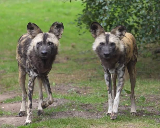Males Blondi and T’Challa, both 6 years old, have now been introduced to the park’s two female dogs, Ife and Lehana.