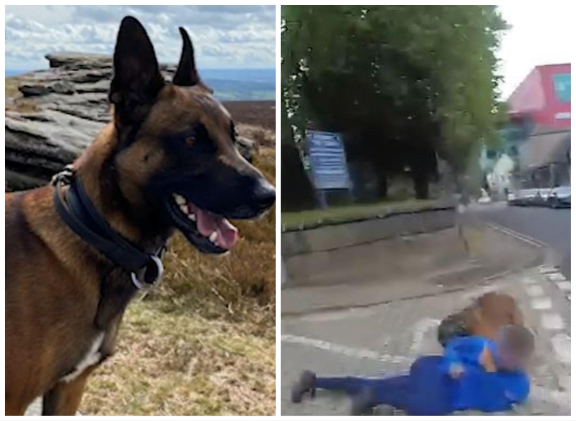 Video: Police dog catches Doncaster car thief after driver tries to ...