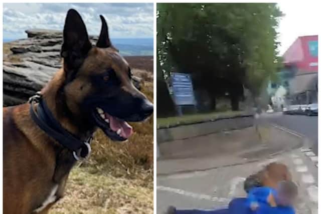 Video: Police dog catches Doncaster car thief after driver tries to ...