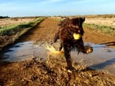 Shelina Duke is giving this advice to cockapoo owners - Animal News Agency