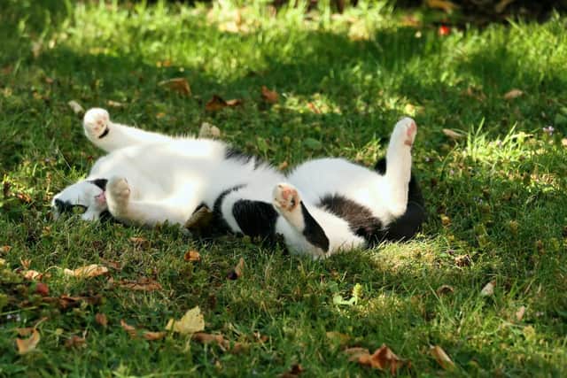 Cats need extra care during a heatwave - Animal News Agency
