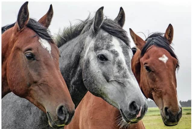 A man has reportedly been enquiring about sex with horses in Doncaster. (Photo: Pixabay).