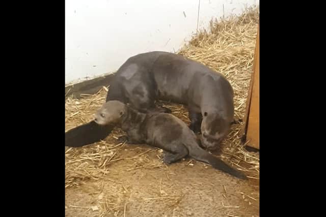 The baby giant otter is already getting big