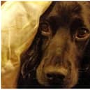 A Doncaster vet has offered some top tips to help your pets stay calm this Bonfire Night.