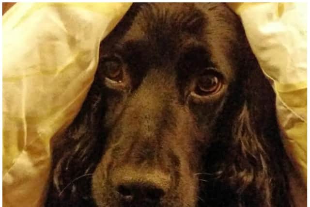A Doncaster vet has offered some top tips to help your pets stay calm this Bonfire Night.
