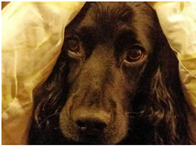 A Doncaster vet has offered some top tips to help your pets stay calm this Bonfire Night.