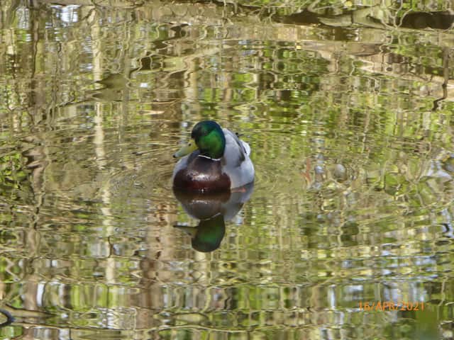 Duck on the lake